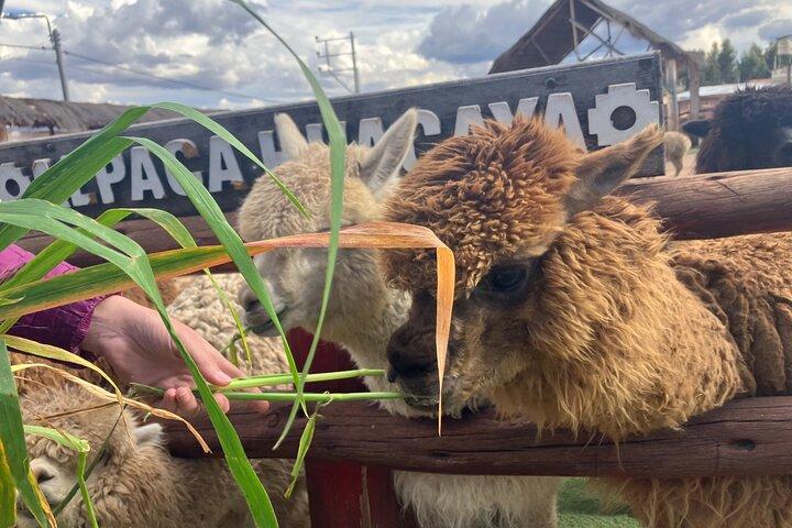 Visita il Camelids Centre a Cusco