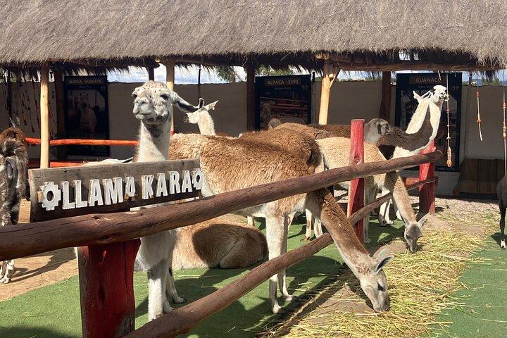 Visita il Camelids Centre a Cusco