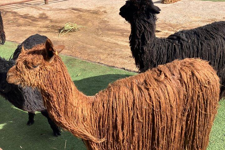 Visita il Camelids Centre a Cusco