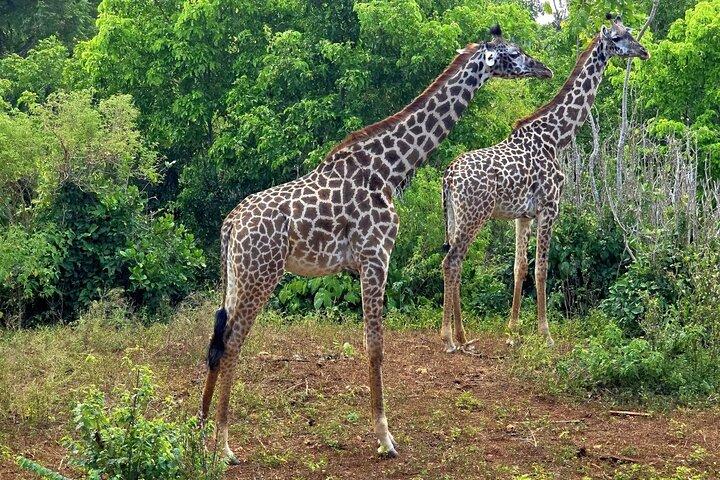 ボラボラ野生動物公園半日ツアー（ディアニ）