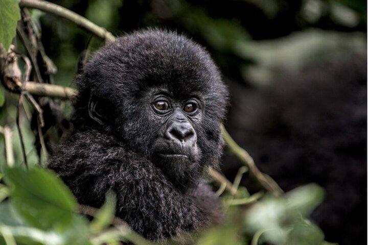 Trekking in gorilla di 1 giorno nei vulcani NP da Kigali