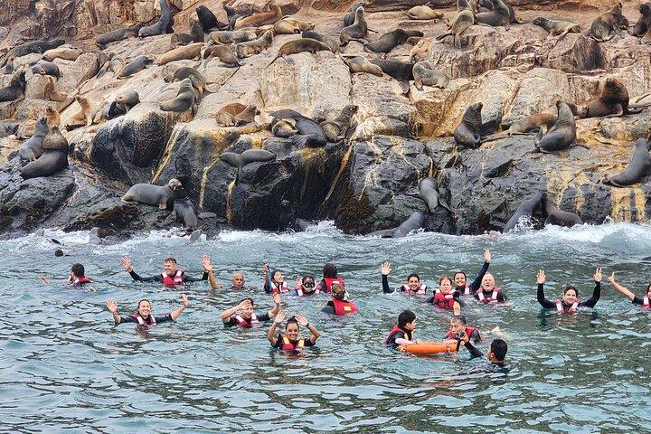 Hidden Gem - Swimming with Sea Lions in the Palomino Islands