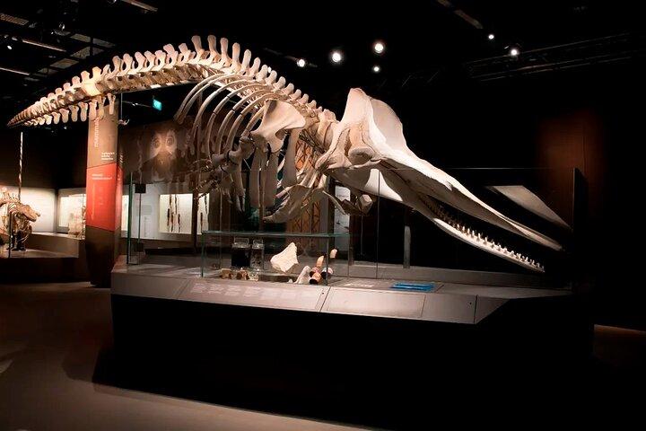 Lee Kong Chian Natural History Museum Ticket in Singapore