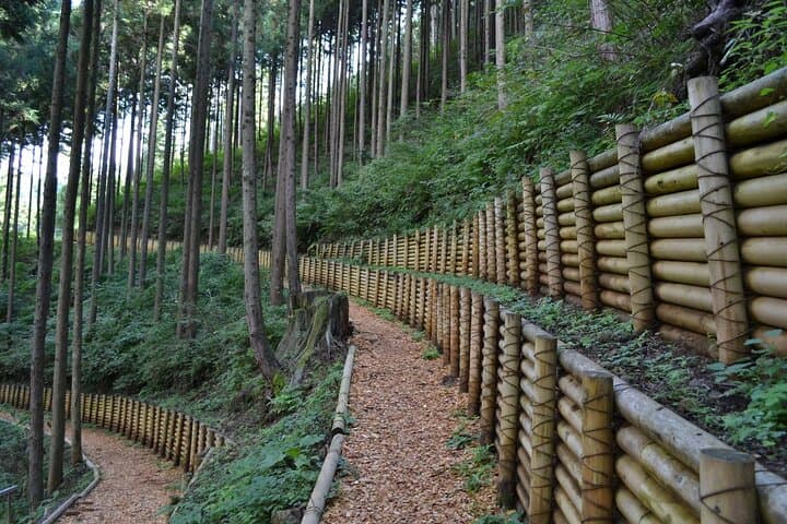 Okutama Forest Therapy Shinrin-yoku Tour with Lunch Options