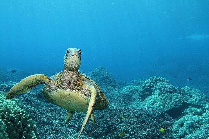 Snorkeling per piccoli gruppi a Kealakekua Bay a Captain Cook, Big Island