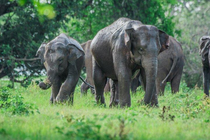 Tour de 7 días por Sri Lanka - Cultura, té y playas