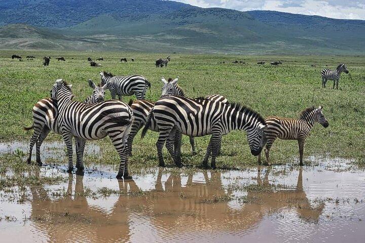 7 dages eksklusiv Serengeti Safari vidne til Mara flodens krydsning