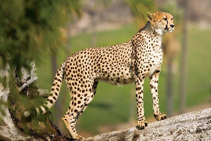 7 dages eksklusiv Serengeti Safari vidne til Mara flodens krydsning