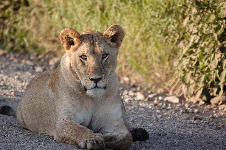 7 dages eksklusiv Serengeti Safari vidne til Mara flodens krydsning