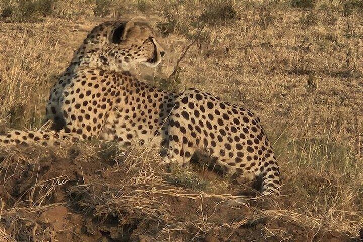 7 dages eksklusiv Serengeti Safari vidne til Mara flodens krydsning