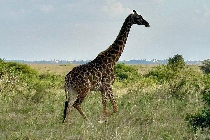 Nairobi National Park Game Drives and Giraffe Centre
