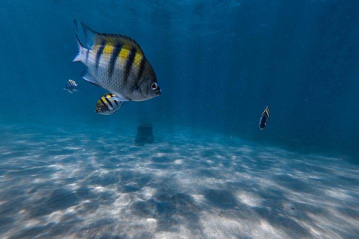 San Juan: VIP Snorkeling with Turtles Tour