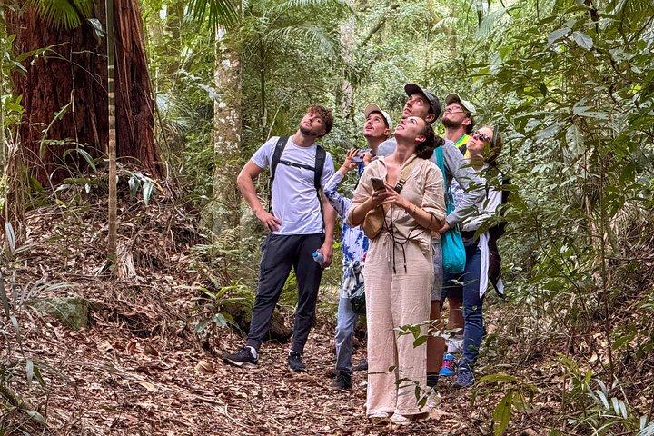 Bosque de Tijuca: cascadas, cuevas y vida silvestre