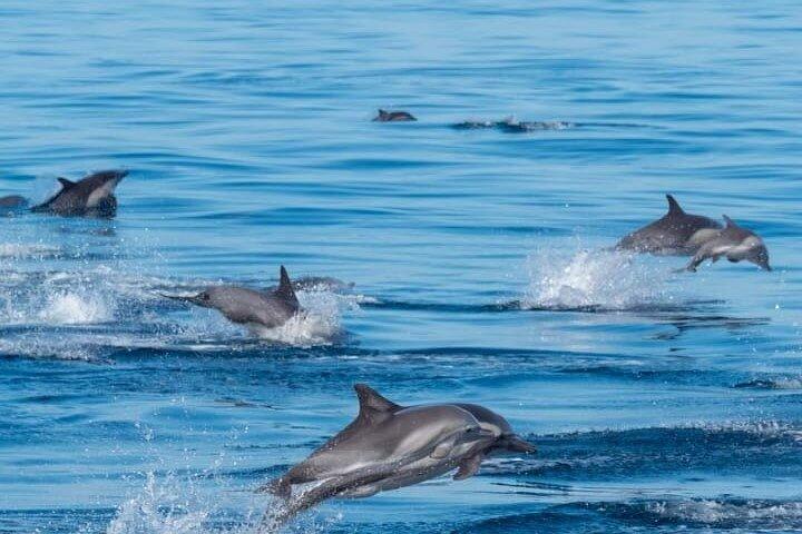 Omans kystmagiske delfintur i Muscat