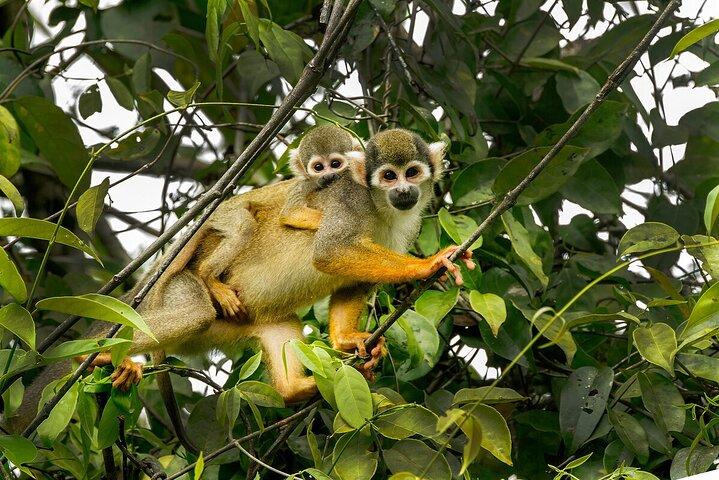 Manu nationalpark-tur 3 dagar