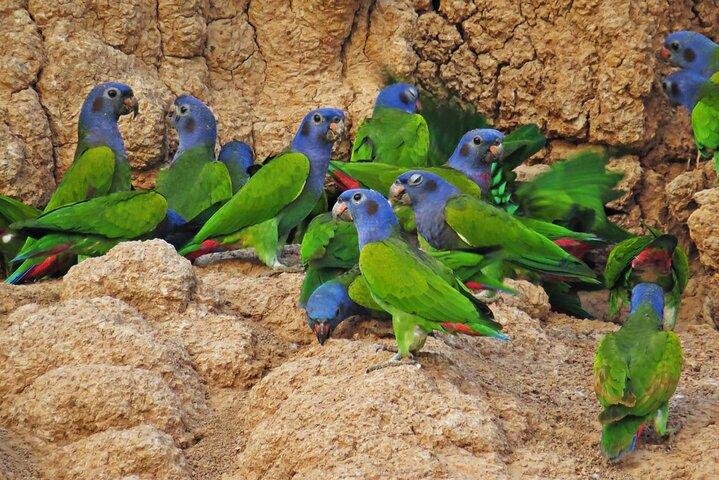Manu nationalpark-tur 3 dagar