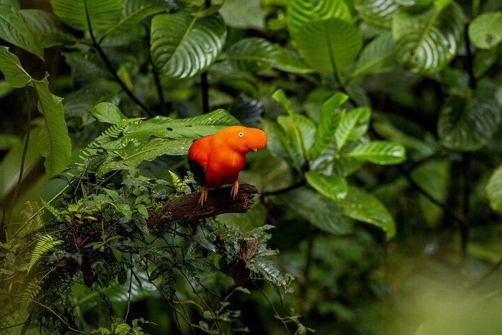 Manu nationalpark-tur 3 dagar