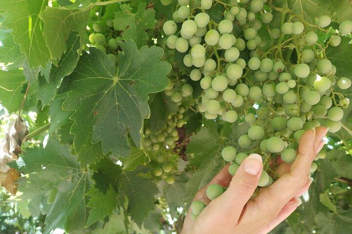 Excursion de 3 bodegas et 1 olivícola con degustación
