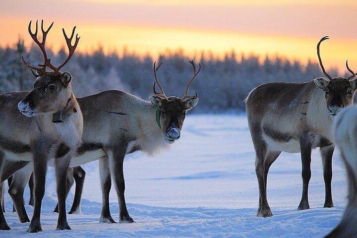 ROVANIEMI : トナカイ牧場見学と散策