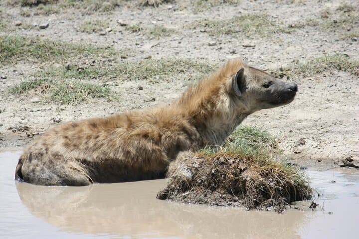 3 Day Amboseli National Park Tour Experience from Nairobi