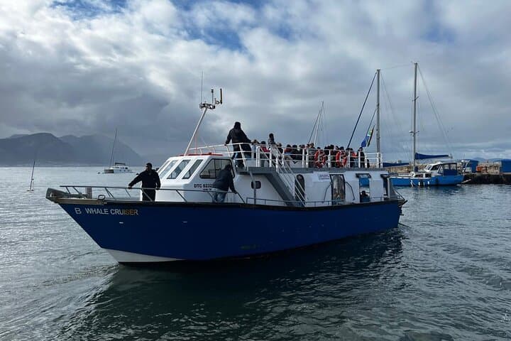 Hermanus Whale Watching Shoreline Activity