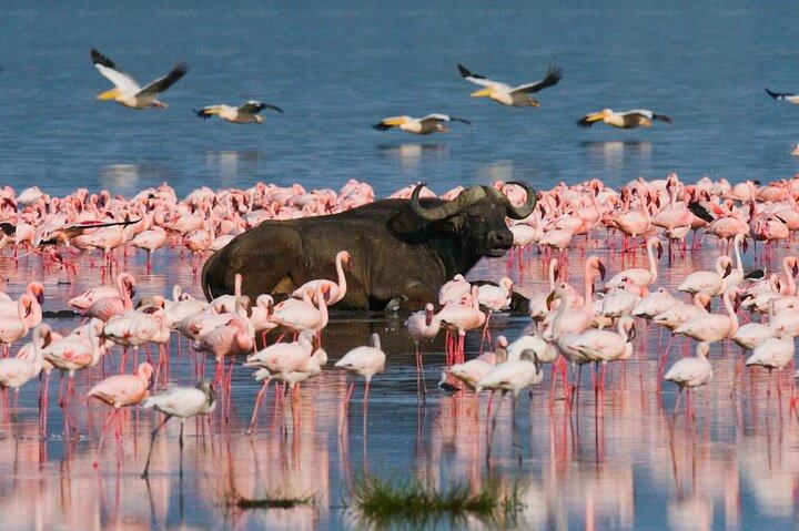 Safari d'aventure de 4 jours Maasai Mara et Lac Nakuru au départ de Nairobi