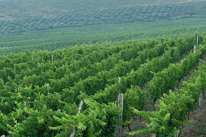 Monasterio de Zvernec, Apolonia y cata de vinos desde Vlora