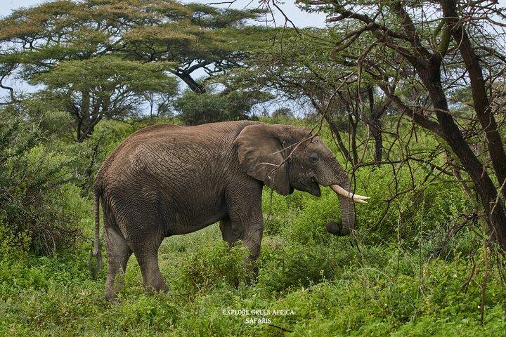 3 daagse Safari in Serengeti National Park en Ngorongoro krater