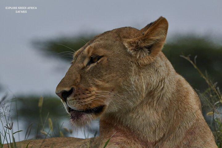 3 daagse Safari in Serengeti National Park en Ngorongoro krater