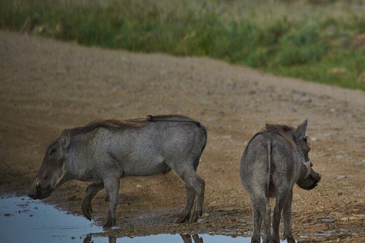 3 daagse Safari in Serengeti National Park en Ngorongoro krater