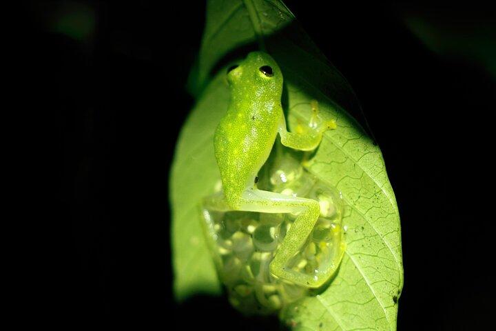 Tour notturno di Monteverde al Parco Oktari Monteverde