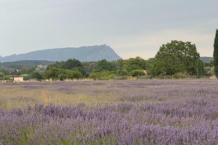 7 Days in Provence - Wine Tour