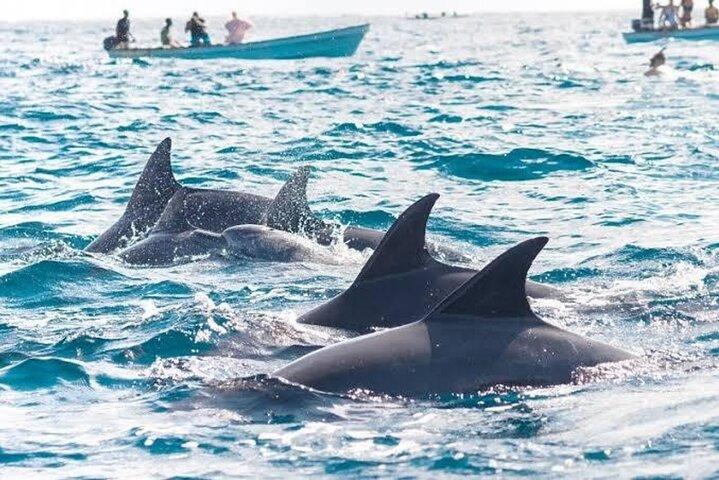 ムネンバ島環礁ツアー シュノーケリング＆イルカ体験