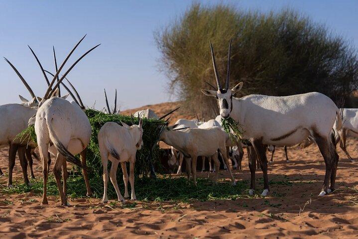 57 Dune Bashing + Heritage Desert Experience