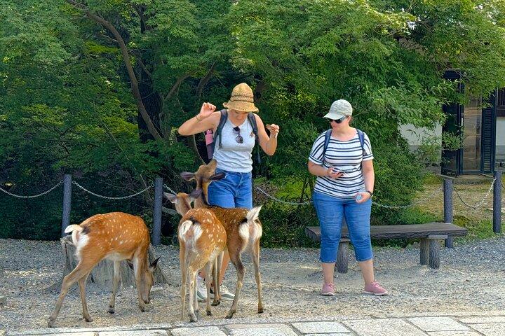 Nara: Halbtägige private Tour durch 4 Must-See Spots & Deer Park