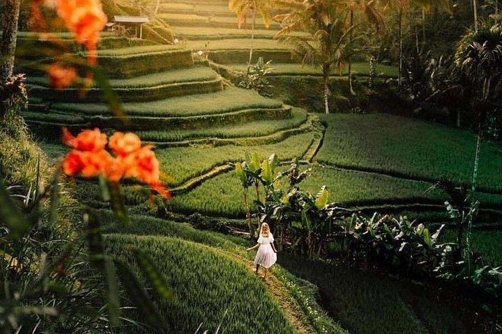 Ubud Monkey Forest Water Temple Waterfall and Rice Terrace