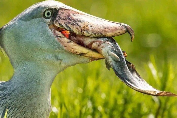 Shoebill Stork e Birdwatching Tour no pântano de Mabamba