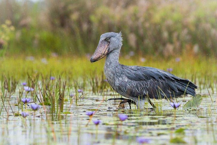 Tour di cicogna e birdwatching a Mabamba swamp