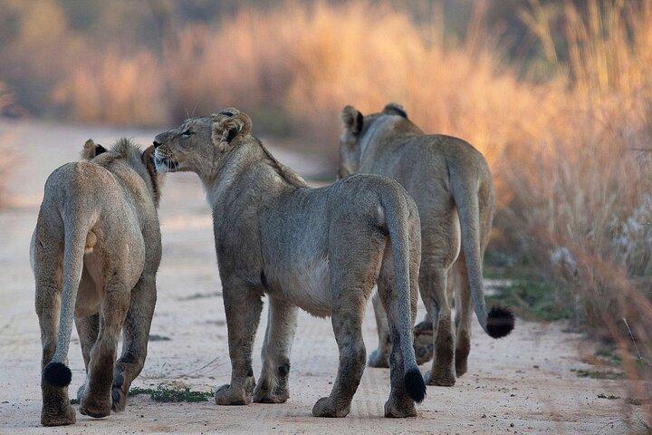 3 Dias do Parque Nacional Nyerere de Dar ES Salaam ou Zanzibar