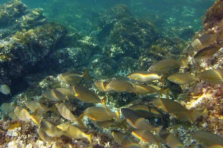 Scuba Diving Baptism and Snorkeling in Ibiza