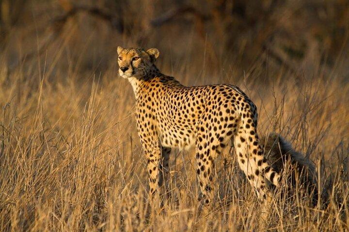 Heldags Safari Game Drive.