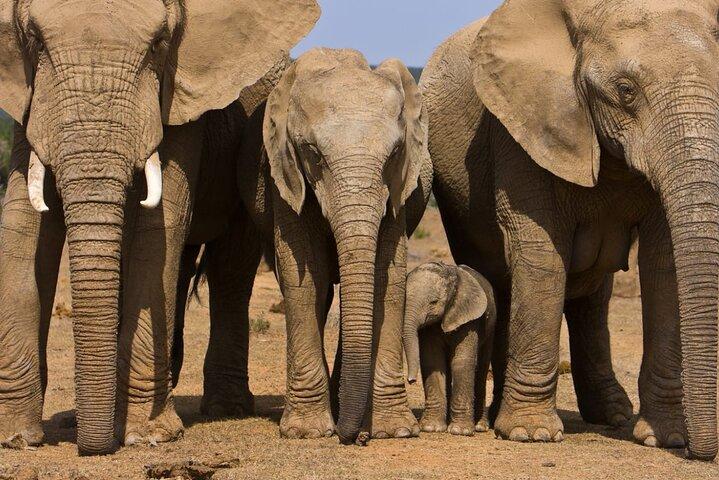 Heldags Safari Game Drive.