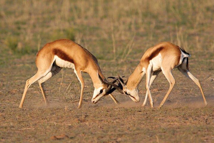 Heldags Safari Game Drive.