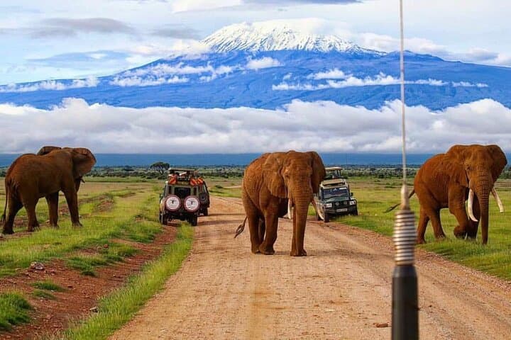 3 Day Amboseli National Park Tour Experience from Nairobi