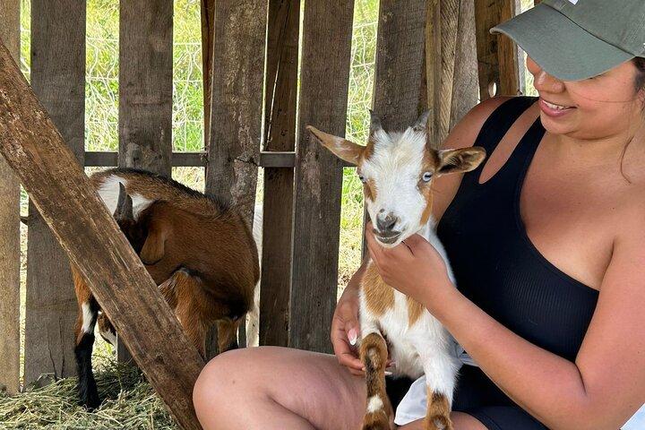 Baby Goat Coccole a Ohana Ranch (Big Island)