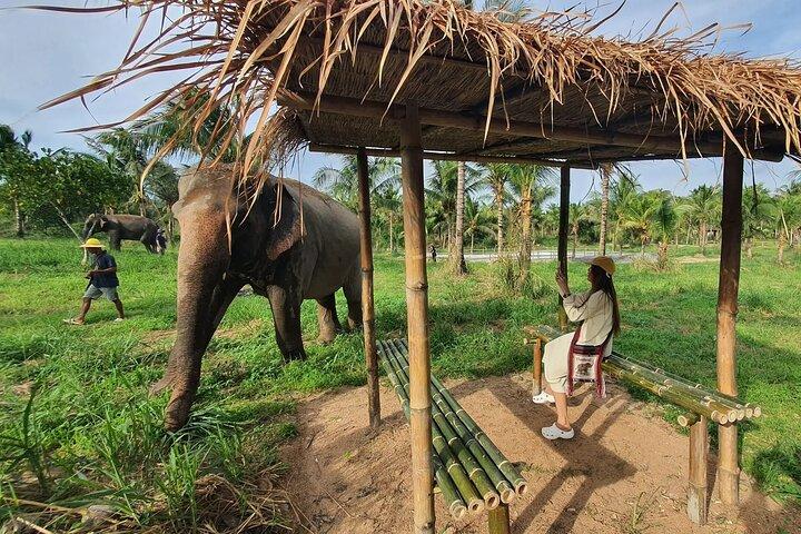 Tour al Santuario Ético del Elefante con Traslado Privado