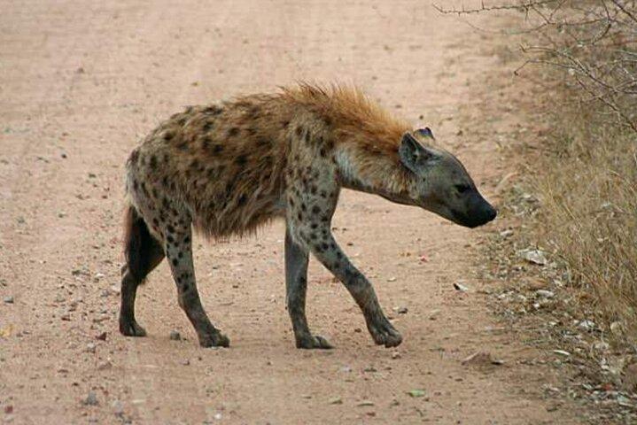 クルーガー半日サファリ