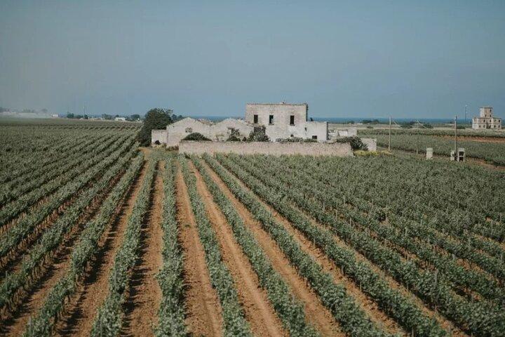 Wijnervaring in Brindisi: proeverij en kelderbezoek