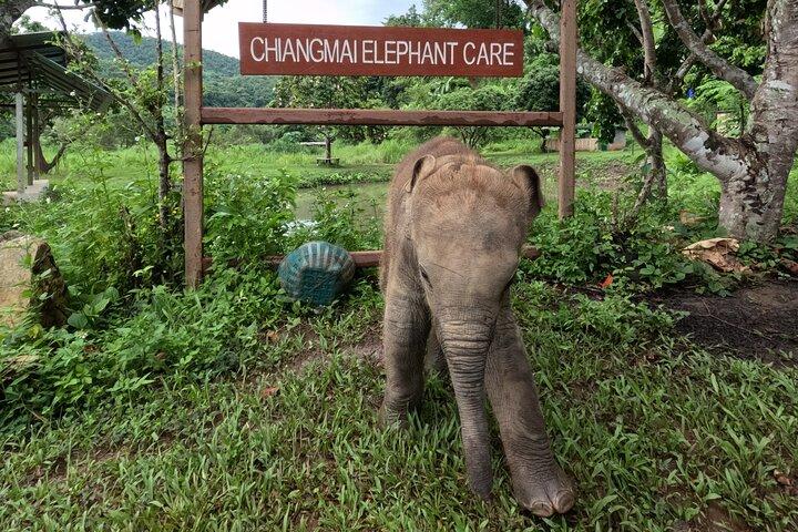 Premium Halvdag Ethisk Elephant Sanctuary oplevelse Max9Guest
