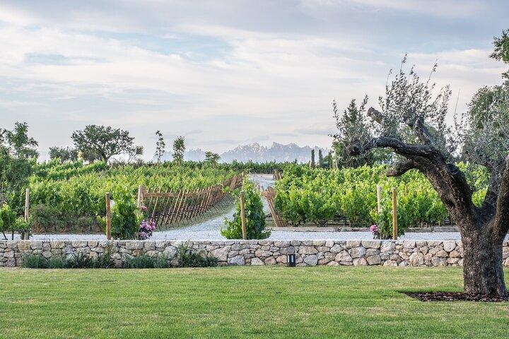 De Barcelona: Torres Winery Tour com degustação de vinhos e tapas